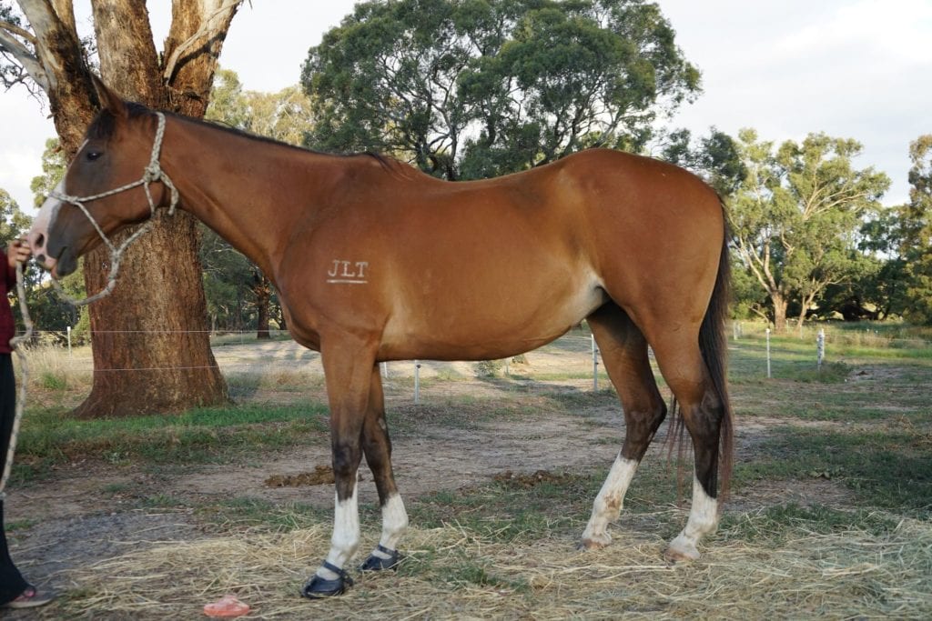 Bella, horse with bad hoof cracks resulting in lameness